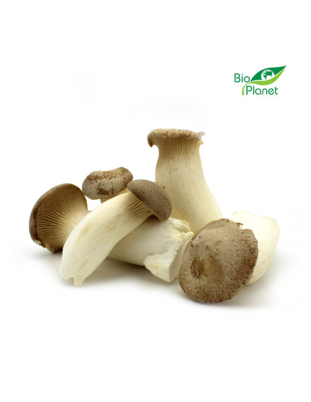 GRZYBY ERYNGII (BOROWIK STEPOWY) ŚWIEŻE BIO (POLSKA) (około 0,20 kg)