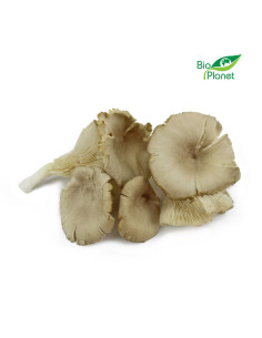 GRZYBY BOCZNIAKI ŚWIEŻE BIO (POLSKA) (około 0,20 kg)