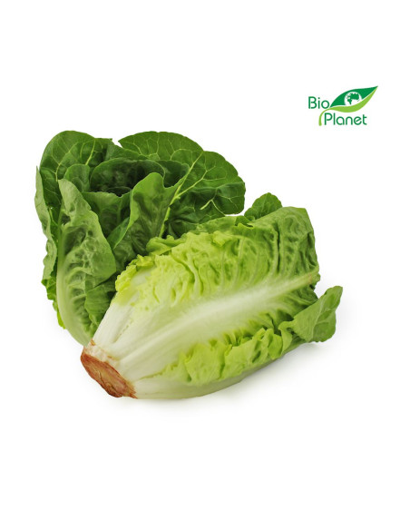 SAŁATA RZYMSKA MINI ŚWIEŻA BIO (około 0,18 kg)