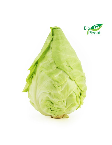 KAPUSTA SZPICZASTA ŚWIEŻA BIO (około 0,60 kg)