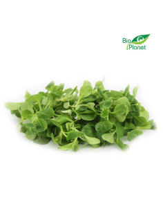 ROSZPONKA ŚWIEŻA NIEMYTA BIO (około 0,10 kg)