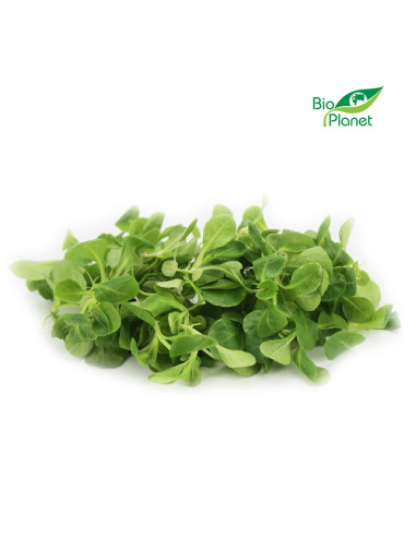 ROSZPONKA ŚWIEŻA NIEMYTA BIO (około 0,10 kg)