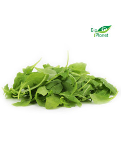 RUKOLA ŚWIEŻA NIEMYTA BIO (około 0,10 kg)