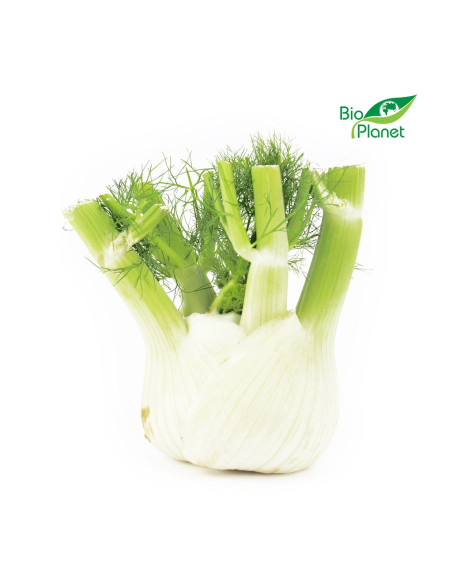 KOPER WŁOSKI ŚWIEŻY (FENKUŁ) BIO (około 0,35 kg)