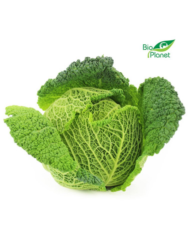 KAPUSTA WŁOSKA ŚWIEŻA BIO (około 0,60 kg)