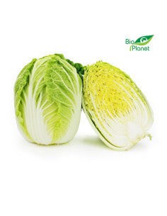 OPAKOWANIE ZBIORCZE (kg) - KAPUSTA PEKIŃSKA ŚWIEŻA BIO (około 8 kg)