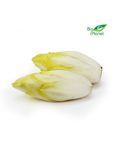 OPAKOWANIE ZBIORCZE (kg) - CYKORIA ŚWIEŻA BIO (około 2,5 kg)