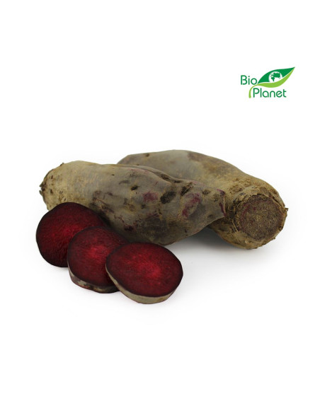 OPAKOWANIE ZBIORCZE (kg) - BURAK PODŁUŻNY ŚWIEŻY BIO (POLSKA) (około 5 kg)