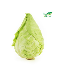 OPAKOWANIE ZBIORCZE (kg) - KAPUSTA SZPICZASTA ŚWIEŻA BIO (około 9 kg)
