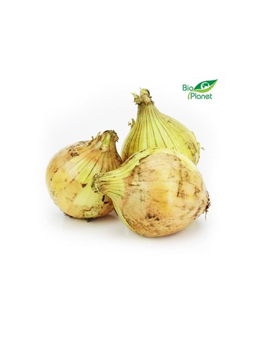Cebula żółta świeża -  ok. 1kg - Bio Planet