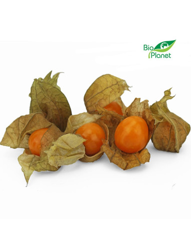 MIECHUNKA ŚWIEŻA BIO (około 0,10 kg)