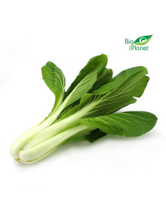 OPAKOWANIE ZBIORCZE (szt) - KAPUSTA PAK CHOI ŚWIEŻA BIO (12 sztuk)