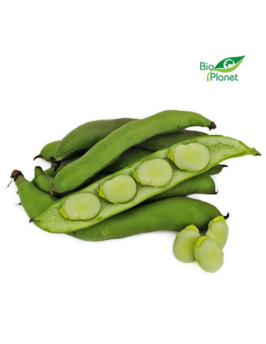 OPAKOWANIE ZBIORCZE (kg) - BÓB ŚWIEŻY BIO (około 4 kg)