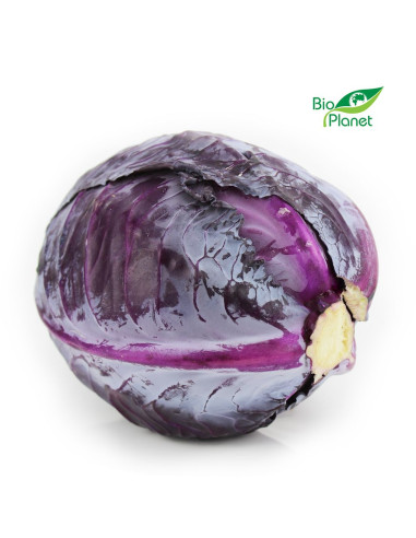OPAKOWANIE ZBIORCZE (kg) - KAPUSTA CZERWONA ŚWIEŻA BIO (około 10 kg)
