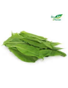 CZOSNEK NIEDŹWIEDZI ŚWIEŻY BIO (POLSKA) (około 50 g)