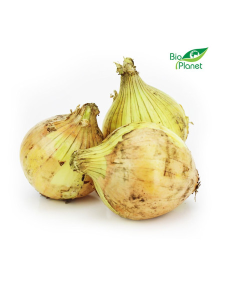 OPAKOWANIE ZBIORCZE (kg) - CEBULA ŻÓŁTA ŚWIEŻA BIO (około 10 kg)