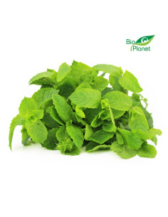 MIĘTA ŚWIEŻA NIEMYTA BIO (POLSKA) (około 50 g)