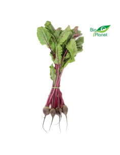 BOTWINA ŚWIEŻA BIO (POLSKA) (pęczek około 0,15 kg)