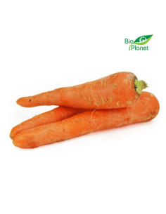 OPAKOWANIE ZBIORCZE (kg) - MARCHEW MŁODA ŚWIEŻA BIO (około 10 kg)