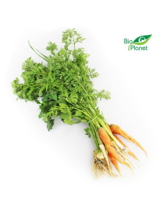 WŁOSZCZYZNA PĘCZEK ŚWIEŻA BIO (POLSKA) (około 0,40 kg)