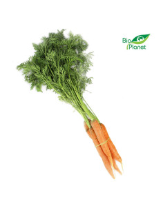 MARCHEW MŁODA Z NATKĄ ŚWIEŻA BIO (POLSKA) (około 0,30 kg)