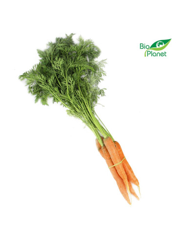 MARCHEW MŁODA Z NATKĄ ŚWIEŻA BIO (POLSKA) (około 0,30 kg)