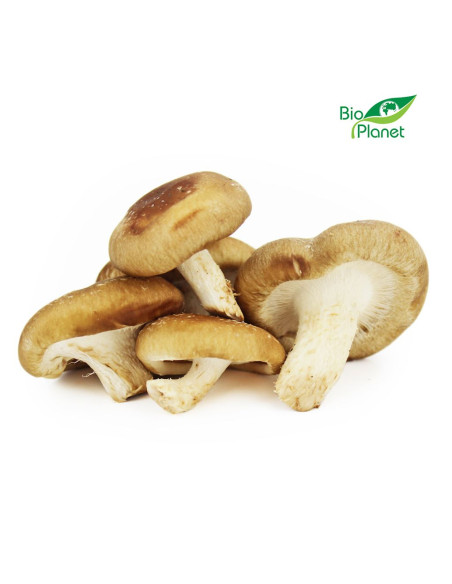 GRZYBY SHIITAKE ŚWIEŻE BIO (POLSKA) (około 0,20 kg)