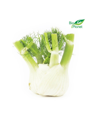OPAKOWANIE ZBIORCZE (kg) - KOPER WŁOSKI ŚWIEŻY (FENKUŁ) BIO (około 5 kg)