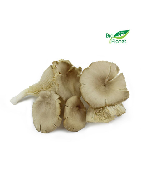 OPAKOWANIE ZBIORCZE (kg) - GRZYBY BOCZNIAKI ŚWIEŻE BIO (POLSKA) (około 2 kg)