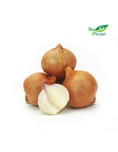 CEBULA SZALOTKA ŚWIEŻA BIO (około 0,50 kg) 2