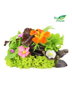 MIX SAŁAT ŚWIEŻY NIEMYTY BIO (POLSKA) (około 0,10 kg) 2