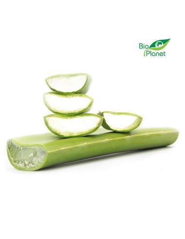 ALOES ŚWIEŻY BIO (około 0,50 kg)