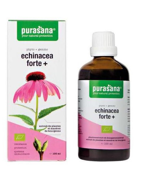 JEŻÓWKA PURPUROWA (ECHINACEA FORTE) KROPLE BIO 100 ml - PURASANA