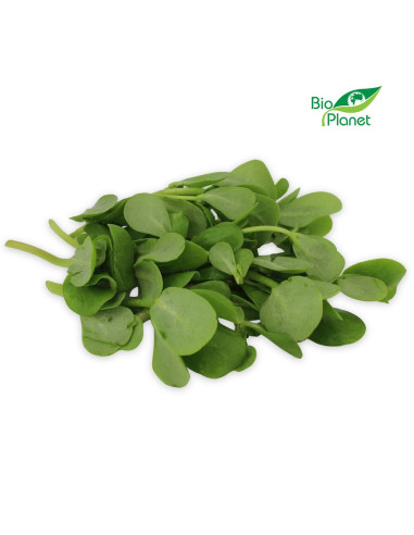 PORTULAKA ŚWIEŻA NIEMYTA BIO (POLSKA) (około 50 g)