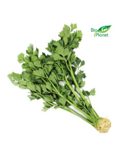SELER Z NACIĄ ŚWIEŻY BIO (POLSKA) (około 0,30 kg)