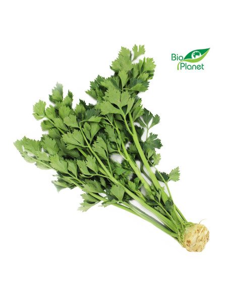 SELER Z NACIĄ ŚWIEŻY BIO (POLSKA) (około 0,30 kg)