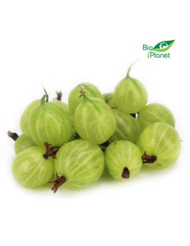 OPAKOWANIE ZBIORCZE (kg) - AGREST ŚWIEŻY BIO (POLSKA) (około 5 kg)