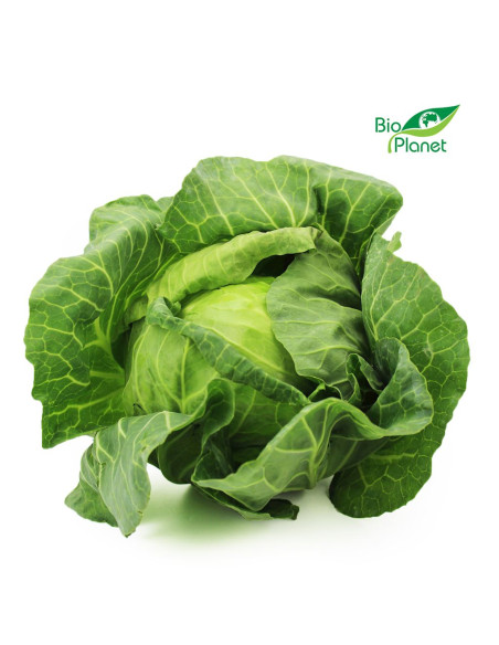 KAPUSTA BIAŁA MŁODA ŚWIEŻA BIO (POLSKA) (około 1,20 kg)