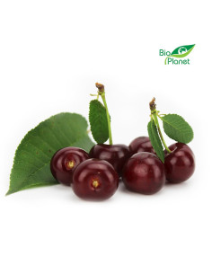OPAKOWANIE ZBIORCZE (kg) - WIŚNIA ŚWIEŻA BIO (POLSKA) (około 2 kg)