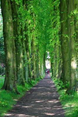 Kwiatostan Lipy fix - 30sasz x 2g - Labofarn