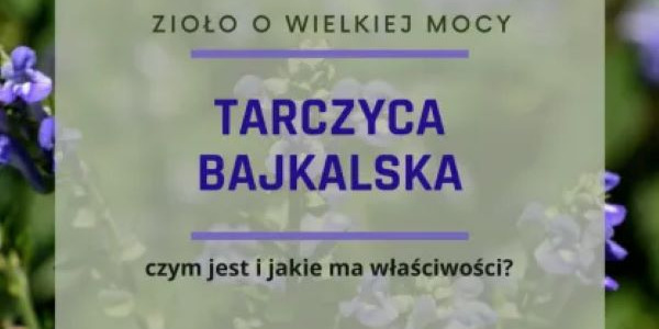 Tarczyca bajkalska, zioło o wielkiej mocy