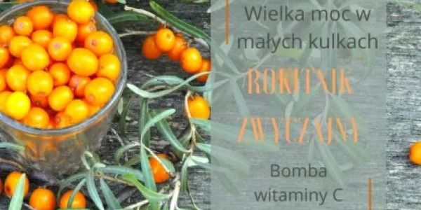 Rokitnik zwyczajny wielka moc małych owoców