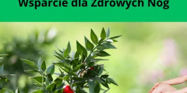 Ruszczyk Kolczasty: Naturalne Wsparcie dla Zdrowych Nóg