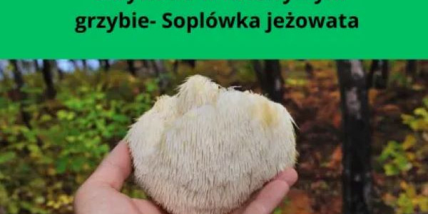 Sopłówka jeżowata (lion's mane) Naturalny eliksir zdrowia i długożyczealności