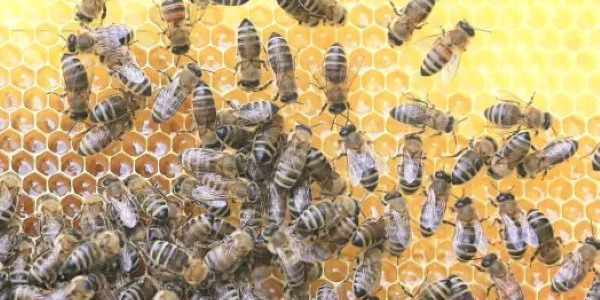 Produkty pszczele na wagę zdrowia