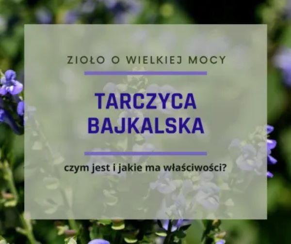 Tarczyca bajkalska, zioło o wielkiej mocy