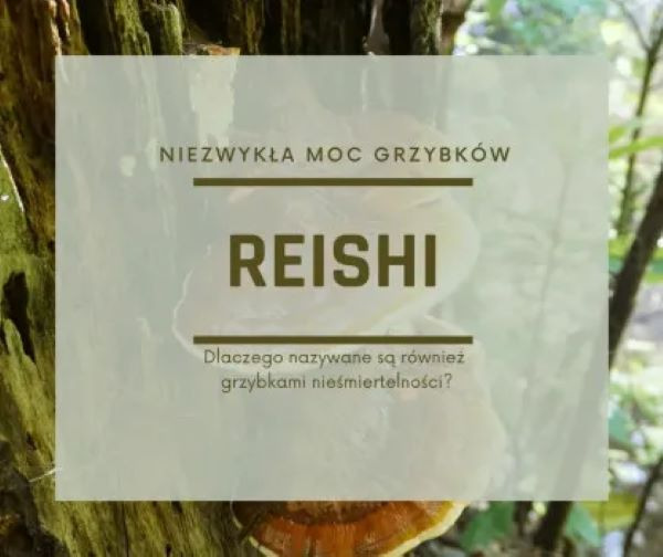 Moc grzybków Reishi (albo Boskie grzybki nieśmiertelności)