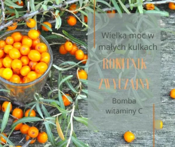 Rokitnik zwyczajny wielka moc małych owoców