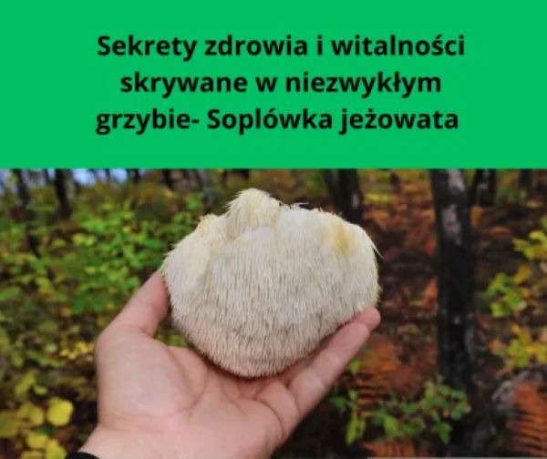Sopłówka jeżowata (lion's mane) Naturalny eliksir zdrowia i długożyczealności
