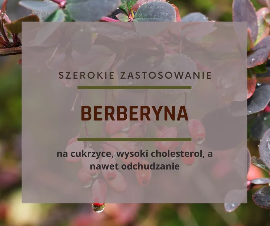 Berberyna co to takiego?